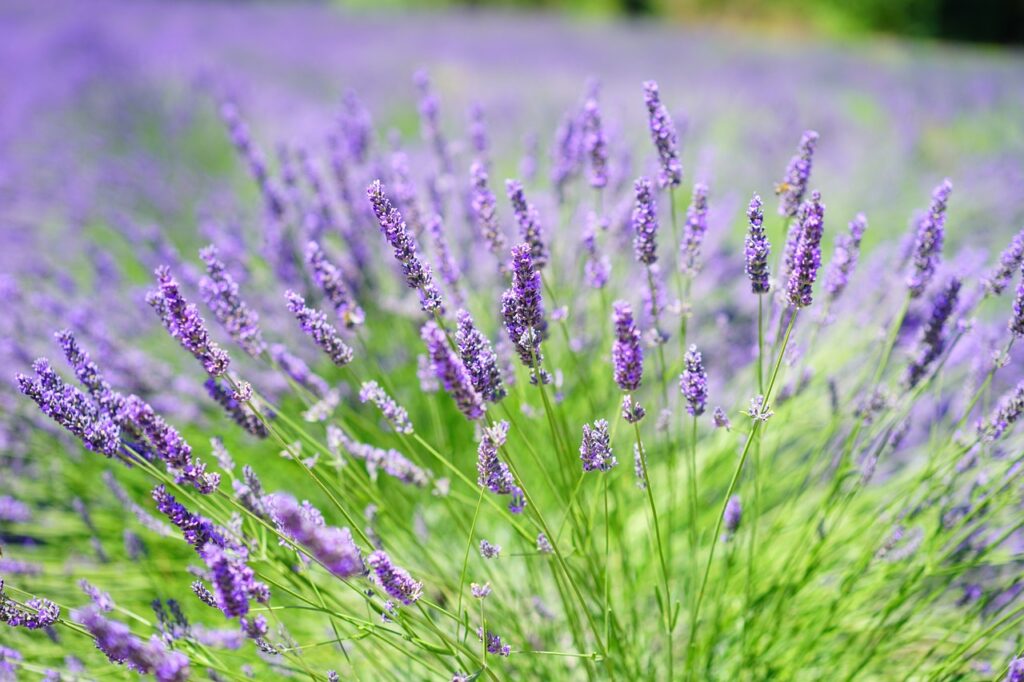 lavender cultivation, lavender field, lavender-2138402.jpg